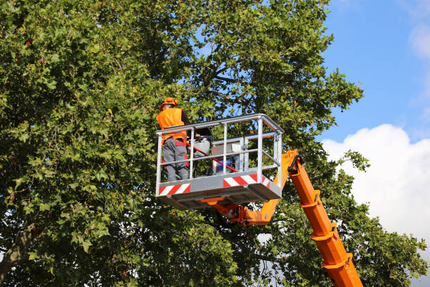 Best Professional Tree Care  in Dogtown, CA